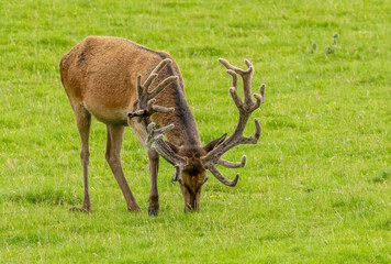 Naklejka premium Red deer stag with large antlers in a field of green grass