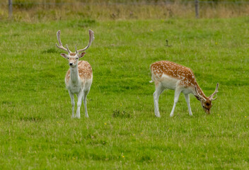 Fallow deer stags with large antlers in a field of green grass