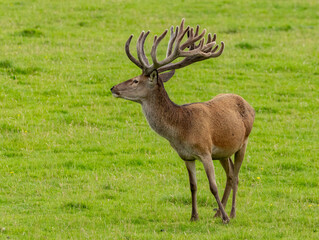 Red deer stag with large antlers in a field of green grass