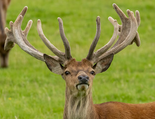Red deer stag with large antlers in a field of green grass