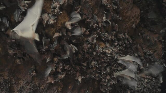 Camera motion inside cave of flying foxes flying in different side in fear. Habitat of bats in mountains. Explore tropical fauna. Cute flying dogs family inside rock shelter. Film grain pixel texture.