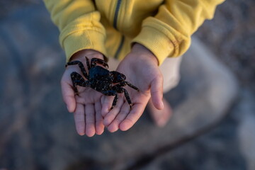 Cute toddler child, boy, holding small black crab in his hands