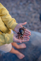 Cute toddler child, boy, holding small black crab in his hands