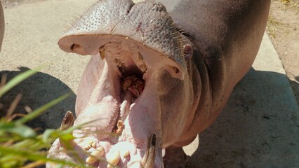 POV man feeding hungry hippopotamus. Wildlife experience in African safari park. Close encounter...