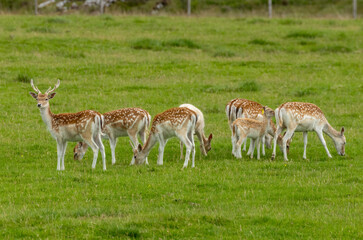 Small herd of fallow deer including a white fallow deer in a green field