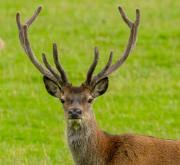 Naklejka na ściany i meble Red deer stag with large antlers in a field of green grass