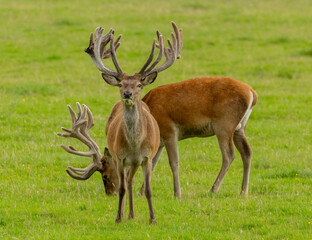 Two large red deer stags in a green field in the highlands of Scotland