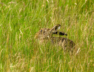 Brown hare in the long grass in the rain