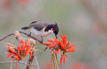 The  red-whiskered bulbul (Pycnonotus jocosus), or crested bulbul, is a passerine bird native to...
