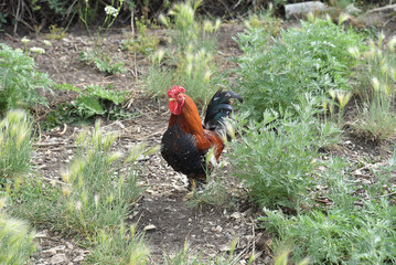 Red and black cock on the green grass. A pet rooster in the garden.