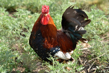 Red and black cock on the green grass. A pet rooster in the garden.