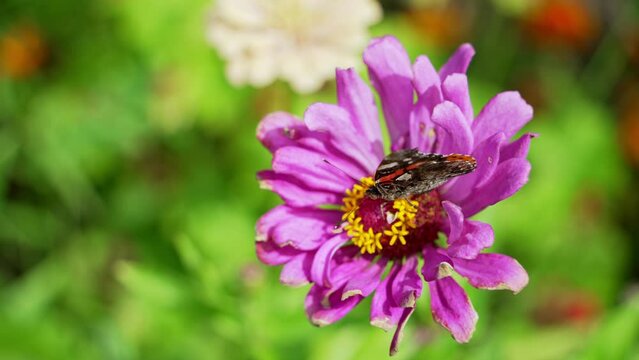 A butterfly with beautiful bright wings collects nectar from a flower in the garden. Butterfly drinks nectar and flaps its wings while pollinating a flower