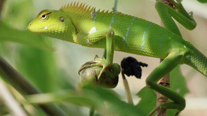 Chameleon on the tree with closer eye