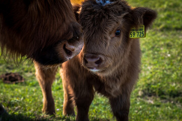 Ein Muh von Langeoog