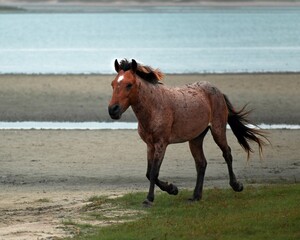 A brown horse striding on the beach 