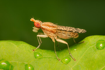 Small marsh fly resting on a green eaf after the rain with blurred green background