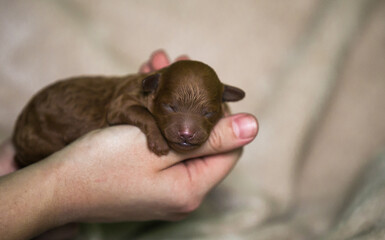 Poodle babies in kennel. Newborn puppies inside. Dwarf poodle	