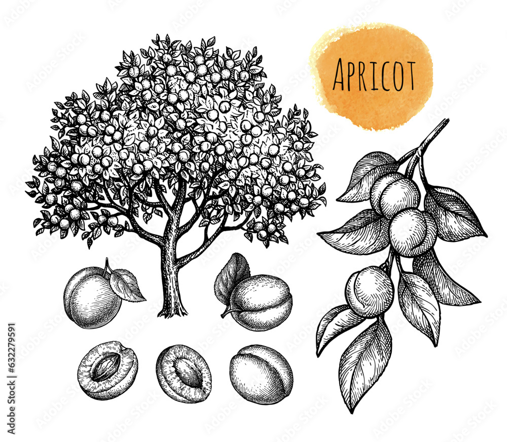 Canvas Prints apricot tree, fruits and branch.