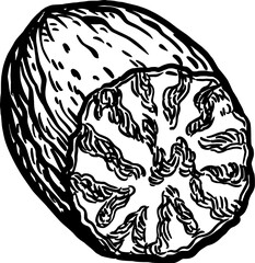 Half a nutmeg ink sketch.