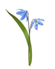 Blue scilla flowers and leaf isolated on white or transparent background - obrazy, fototapety, plakaty