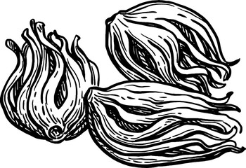 Mace spice ink sketch.