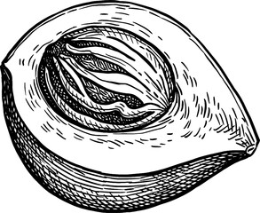 Nutmeg fruit ink sketch.