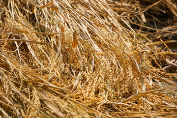 Agriculture in South Asia. The paddy has been cut and dried in the field. Ripe rice in agricultural field.