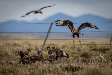 Caracaras (Tierra del Fuego, Patagonia, Argentina, Chile)
