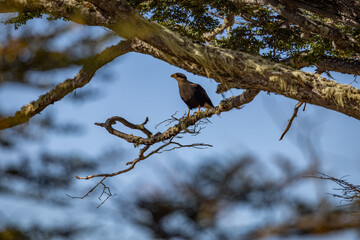 Caracara at Lago Blanco (Tierra del Fuego, Patagonia, Chile)