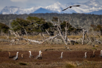 Fototapeta na wymiar Tierra del Fuego goose (Chile, Argentina, Patagonia, Tierra del Fuego)