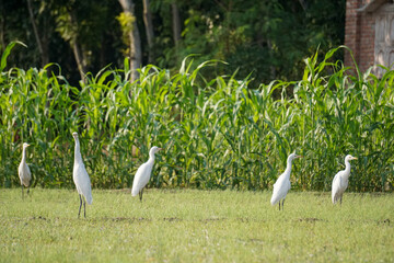 Village of Bangladesh. Vast fields of crops. Green background. Rowing white buck looking for food.