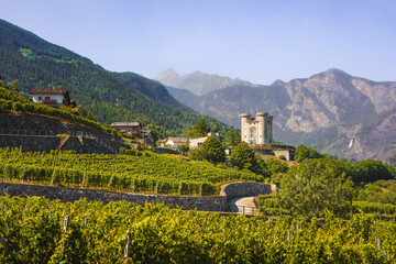 Vineyards below the castle of Aymavilles. Aosta Valley, Italy