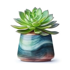 A potted succulent with a green plant in it.