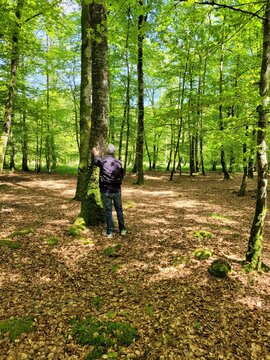 Promenade relaxante en for&ecirc;t verdoyante, concept de bain de for&ecirc;t et sant&eacute; mentale