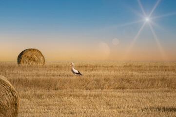 A stork ( Ciconiidae ) stands between  hay bale with  sun