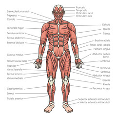 human body muscles structure diagram schematic vector illustration. Medical science educational illustration - obrazy, fototapety, plakaty