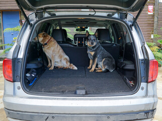 Two Australian Shepherd dogs sitting on the car tailgate, eagerly waiting for a family trip.