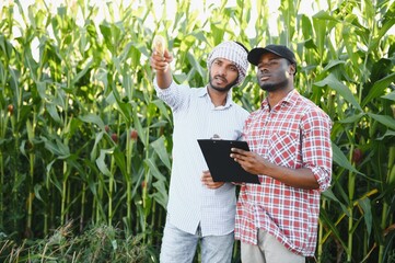 Two African and Indian farmers check the harvest in a corn field.
