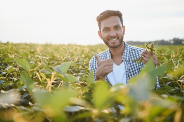 The concept of agriculture. An Indian farmer or agronomist inspects the soybean crop in a field.