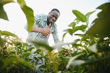 An African American male farmer or agronomist inspects soybeans in a field at sunset.
