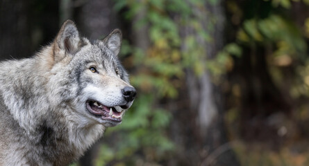 Naklejka na ściany i meble Close-up of a Timber Wolf's Head, Revealing Every Detail. Wildlife Photography. 