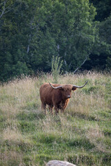 Highland Cow in the Appalachian Mountains of North Carolina