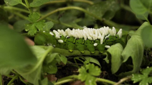 Tomato horn worm with wasp larvae on its back