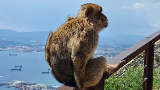 Barbary Macaques monkey on upper rock in Gibraltar Natural Reserve. 
