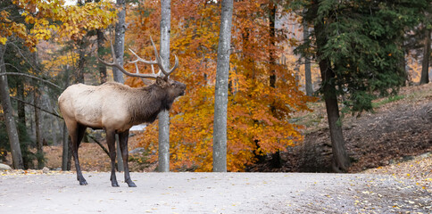 Wilderness Echoes: Iconic Male Elk at Rut Stage Bellows Against Autumn Backdrop on Dirt Road. ...