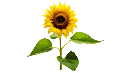 Sunflowers transparent background. Sunflower png