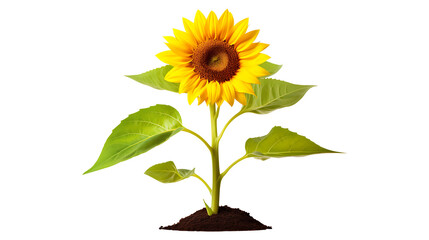 Sunflowers transparent background. Sunflower png