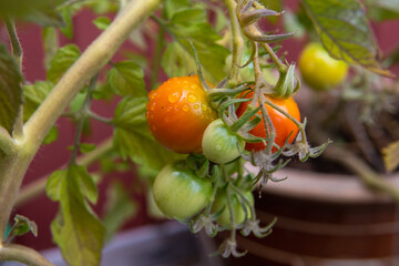 Delicious tomatoes in different colors hanging on a branch. Garden harvesting after the rain.