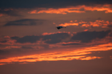 Fototapeta na wymiar soaring heron against the sunset in the clouds