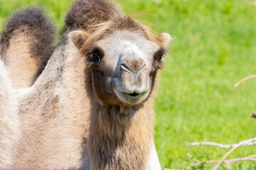 Obraz premium silly camel smiling at camera with green grass background